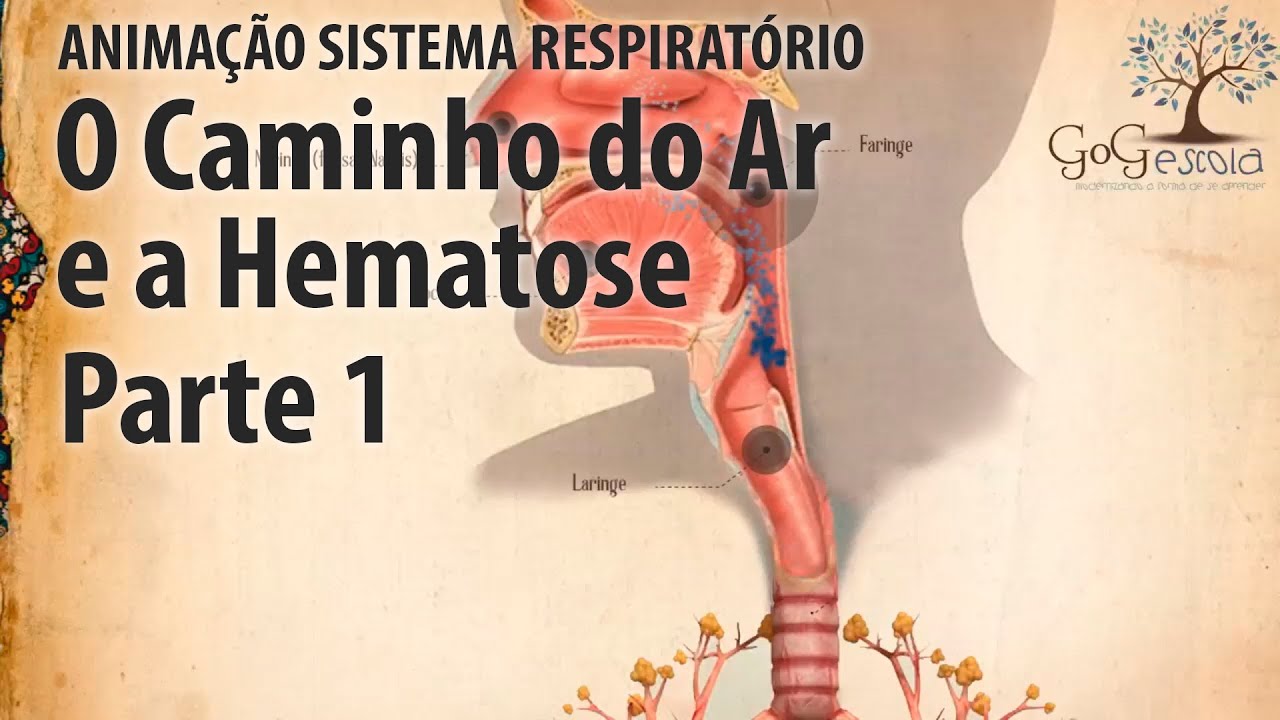 Sistema Respiratório - O caminho do ar - Hematose e Pressão Parcial - Parte 1