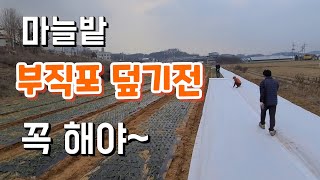 마늘밭 부직포 덮기전 꼭해야 좋다 홍산마늘 다싹