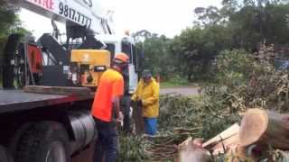 preview picture of video 'Frankston South Tree Removal Service'