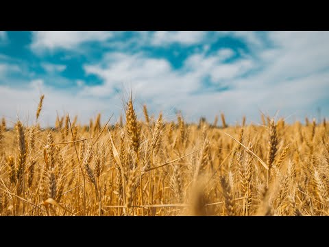 COB Service - Deuteronomy 15:19-16:17