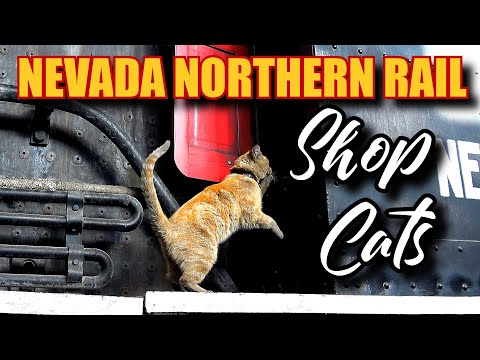 Nevada Northern Railway Cats Engine House, Dirt Junior R2D3 Kennecatt No. 43 weld firebox, cat video