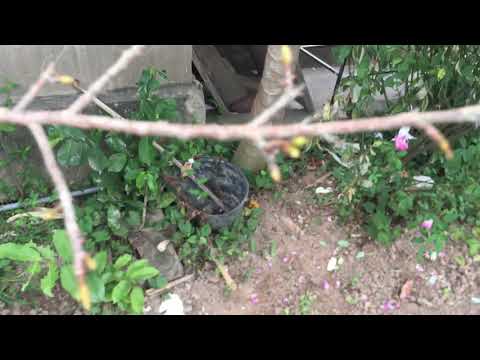 (Mai vàng tết 2021)và một số Lưu ý khi tuốt lá mai Miền Bắc