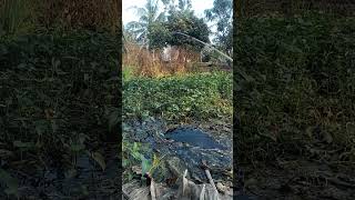 AMAZING FISHING #fishing