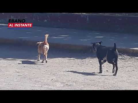 Urge razia de perros en el municipio de Ébano