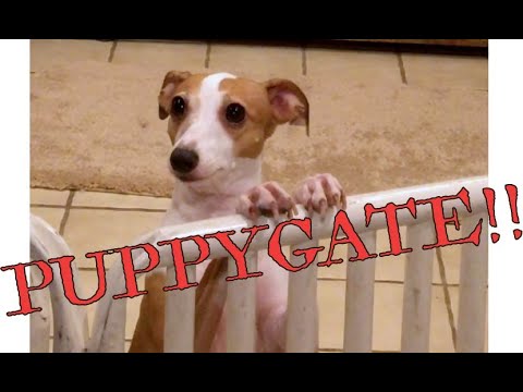 YouTube video about: How to stop dog from jumping baby gate?