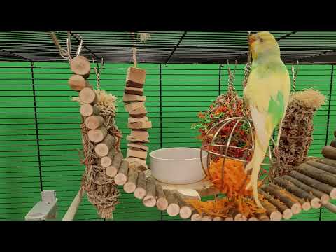 9 hours of happy budgie sounds for relaxation