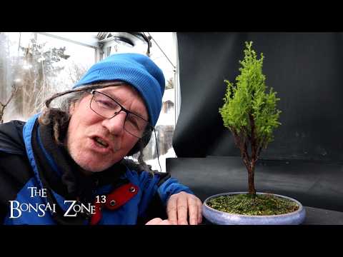 Pruning My Lemon Cypress, The Bonsai Zone, Feb 2026