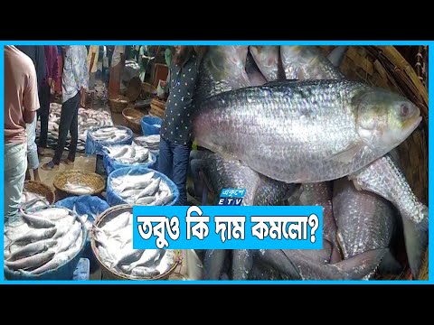 টানা বৃষ্টির প্রভাবে জেলেদের জালে ভরপুর ইলিশ