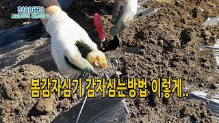 씨감자심기 감자심는방법 텃밭준비 / 관리기 비닐씌우기