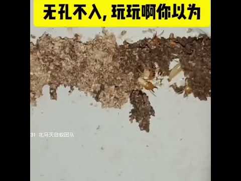 白蚁从铁管窜出来