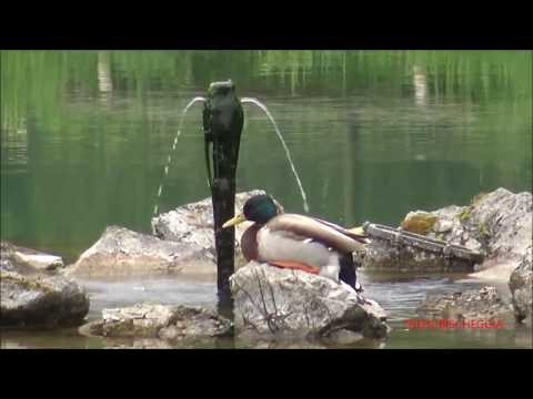 GERMANI REALI AL LAGO GIURDAN DI BOVES.(CN) DOM. 10 - 5 - 2020.