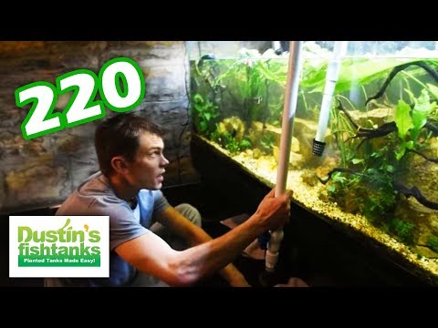 Planted Aquarium Maintenance: 220 Design Action