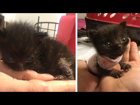 Rescue Tiniest Malnourished Kitten