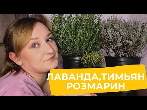 Всё о лаванде,тимьяне и розмарине.