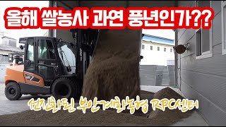 올해 쌀농사(수도작) 과연 풍년인가???? 생각보다 수확량이 너무 저조해...