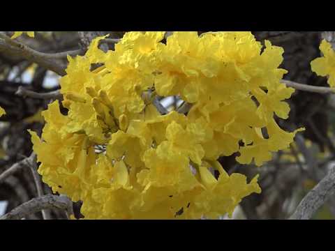 download lagu mp3 mp4 Golden Trumpet Tree, download lagu Golden Trumpet Tree gratis, unduh video klip Golden Trumpet Tree