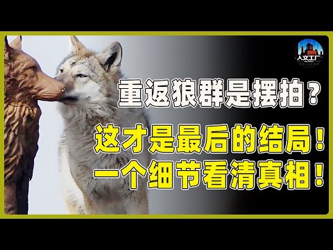 《重返狼群》是摆拍？这才是故事的最后结局！一个细节看清真相！#重返狼群 #李微漪 #马未都#许子东#尹烨#圆桌派 #圆桌派第八季 #格林