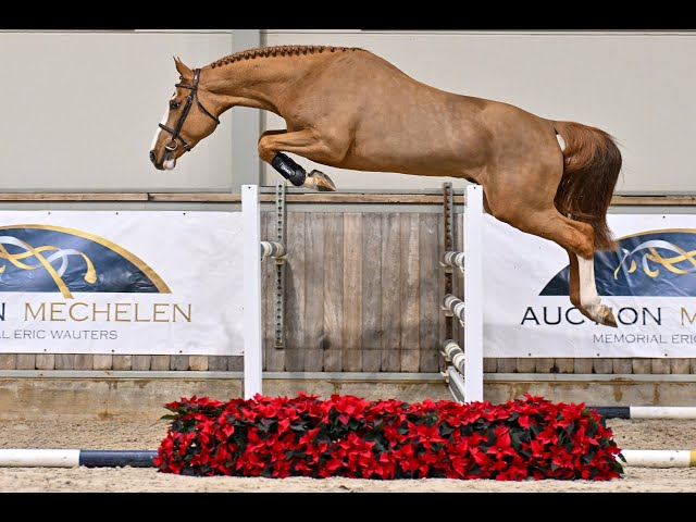 Horsedeals Prince Lovely