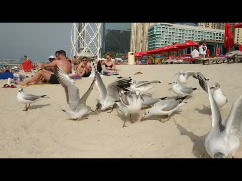 Пляж Дубаи 3