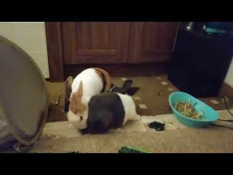 Woozy and her first love, Loki enjoying Cavolo Nero (Oct 2018)