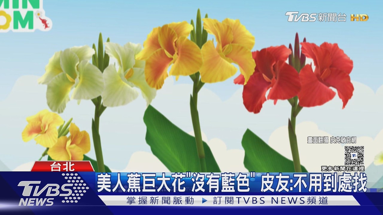 皮克敏夏日活動來了！美人蕉花「少1色」玩家嗨：輕鬆多了