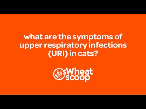 what are the symptoms of Upper Respiratory Infections (URI) in cats?