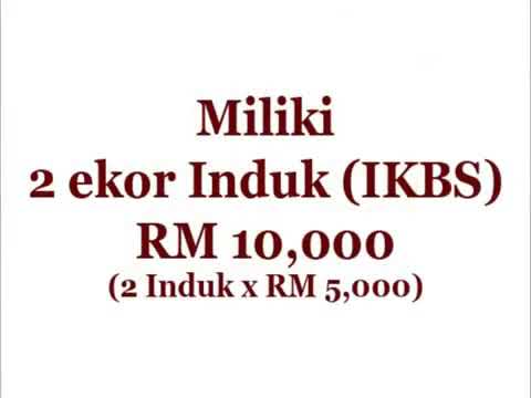 , title : 'Program Induk Kambing Baka Shami dari Pertubuhan Amal Kita Kinta Perak (PAKKP)'