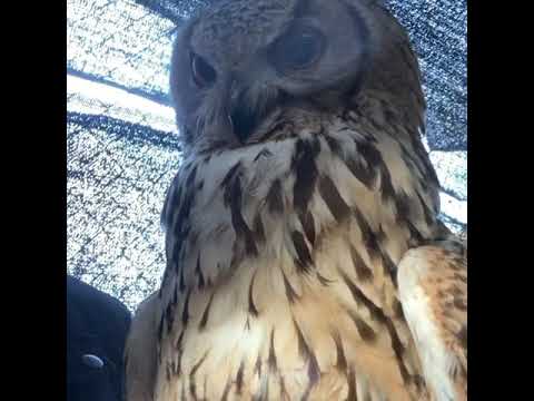 Búho de Bengala — Indian Eagle Owl (Bubo bengalensis)