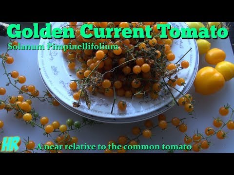 , title : '⟹ Golden Currant Tomato | Solanum pimpinellifolium | Tomato Review'