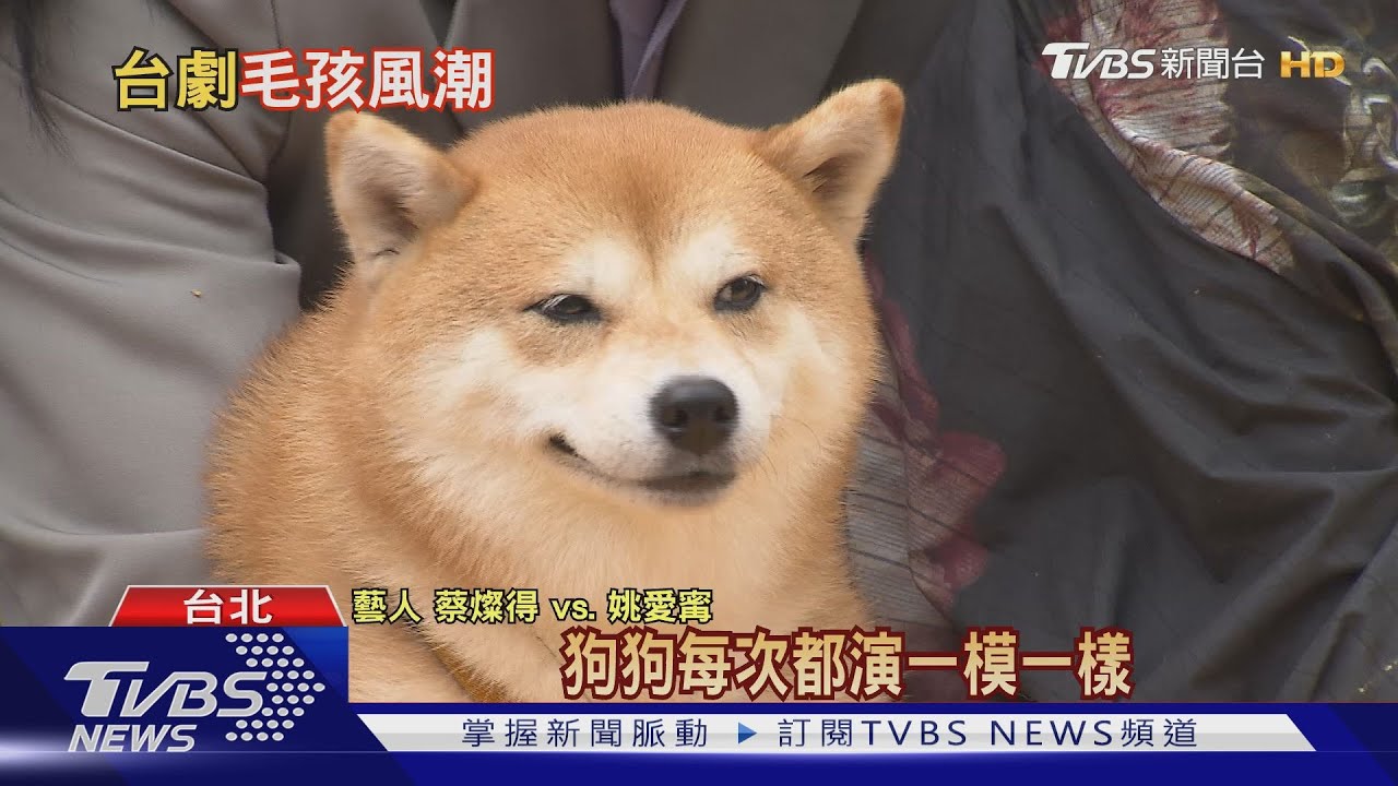 明星貓狗「懂拍」! 演員拍戲NG次數比狗多