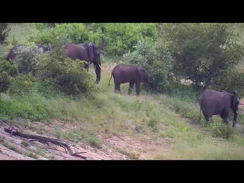 Djuma: Small group of Elephants get quick drink from the dam - 16:42 - 01/02/21