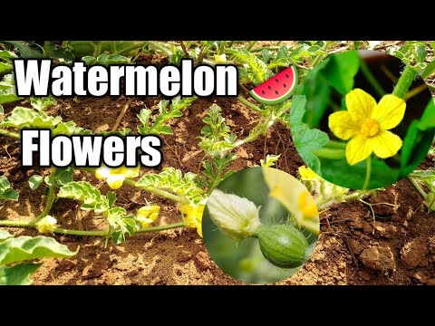 Watermelon Flowers. How to identify the male or female flowers of a watermelon #shorterisbetter