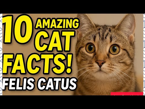 10 Amazing Facts About Cats 🐱 | Felis catus | Anyfacthub