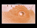 Disney S DINOSAUR The Meteor Strikes In G Major Version 2