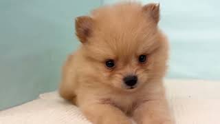ポメラニアンの動画01