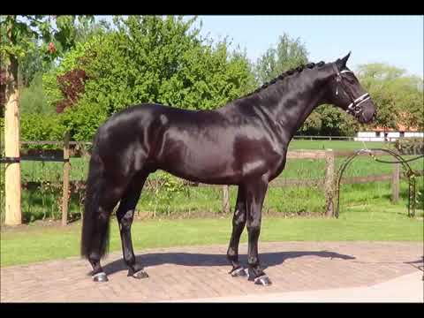 Love Just Mickey (Lord Leatherdale x Negro x Ulster) NRPS goedgekeurde hengst.