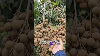 Download lagu Kelengkeng New Kristal Cocok Untuk Dikebunkan mp3 Download lagu Kelengkeng New Kristal Cocok Untuk Dikebunkan mp3