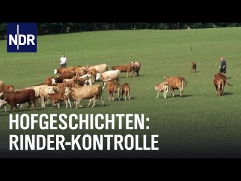 Hofgeschichten: Rinder-Kontrolle auf dem Sophienhof | Die Nordreportage | NDR Doku