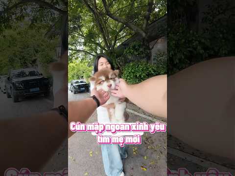 Mang cún cưng ra đường bán và cái kết 🤣🤣