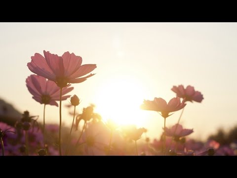 Wake Up, Grow Up: Enlightenment in the 21st Century