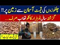 Chilgoza Price Chilgoza Price Today Chilgoza Price In Pakistan Today Chilgoza Price Pakistan