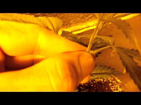 Update on Lady sativa genetics