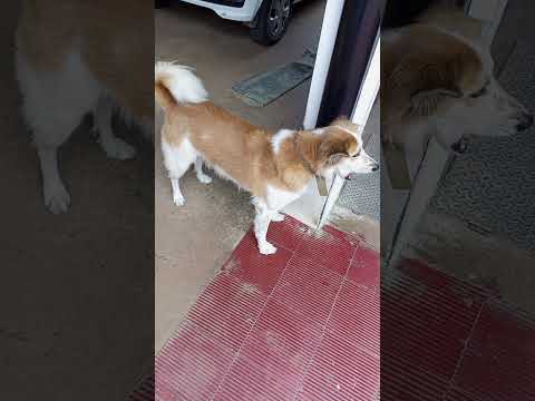 baby calm down#shorts#short#shortvideo #animal#streetdogpluto#doglover#pets#animallover#cute#dog