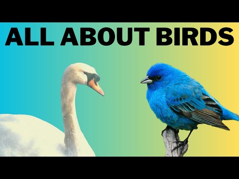 All About Birds - Educational Video For Kids