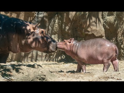 Fiona's Lullaby with Baby Hippo Fritz!