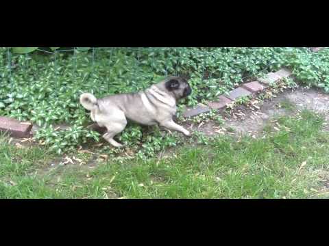 Pug Eats an Eighth of High Grade Weed