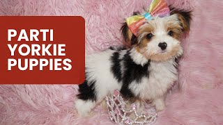 Parti Yorkie Puppies: Everything You Need To Know!