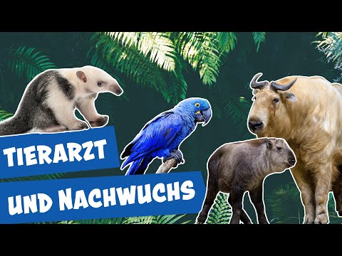 Aufregende Zoogeschichten aus Berlin I Panda, Gorilla & Co.