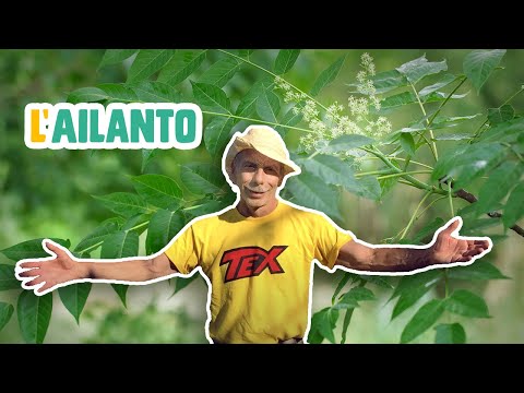 GIOVA LOVES NATURE 🌳 - Ep.29 - L'AILANTO