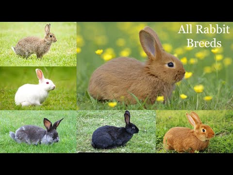 , title : 'All Rabbit Breeds / types of rabbit / rabbit / bunny / types of bunnies